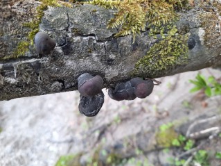 Daldinia vernicosa