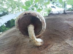 Pholiota populnea