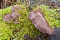 Sarcomyxa serotina