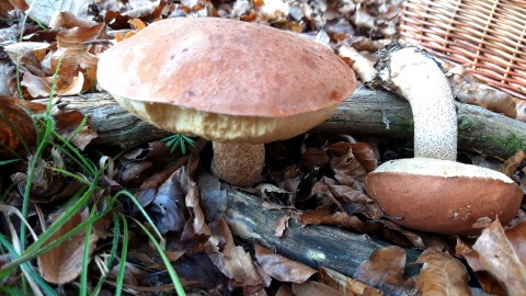 Leccinum quercinum