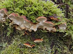 Fomitopsis malicola