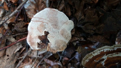 Daedaleopsis confragosa