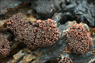 Tubifera ferruginosa