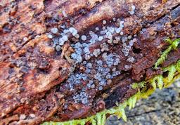 Mollisia cinerea