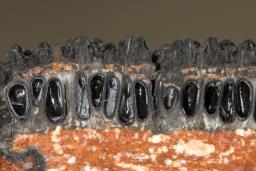 Eutypa spinosa