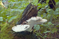 Pappia fissilis
