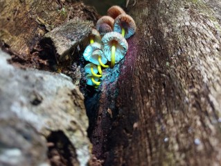 Mycena renati