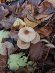 Marasmius cohaerens