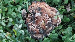 Abortiporus biennis