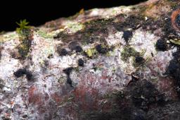 Lopadostoma dryophilum