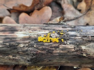 Calycina citrina
