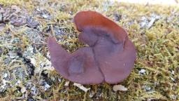 Pachyella aquatilis