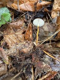 Strobilurus tenacellus