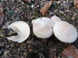 Collybia irina