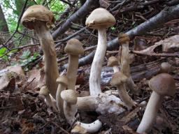 Agrocybe praecox