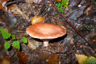 Lactarius torminosus