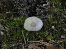 Volvariella taylorii