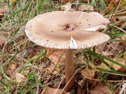 Amanita spadicea