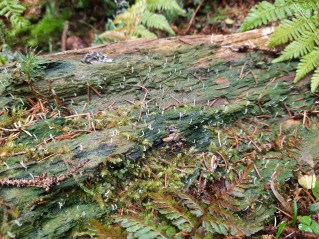 Multiclavula mucida