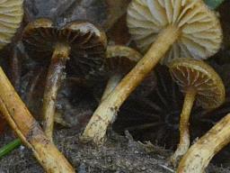 Protostropharia islandica