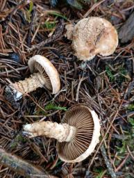 Mallocybe terrigena