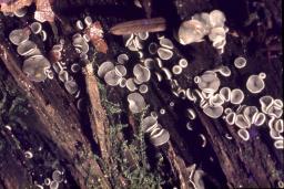 Mollisia cinerea
