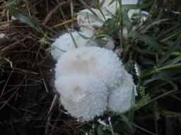 Leucocoprinus cretaceus