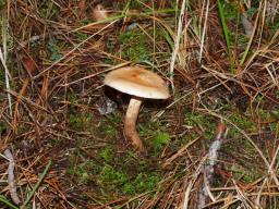 Hebeloma birrus