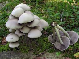 Psathyrella leucotephra