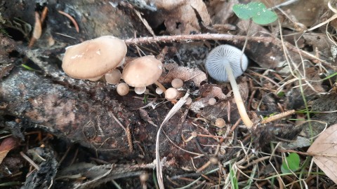 Strobilurus esculentus