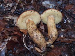 Aureoboletus moravicus