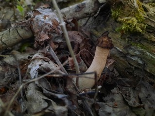 Morchella semilibera