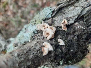 Panellus stipticus