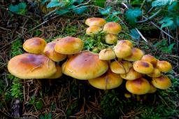 Flammulina elastica