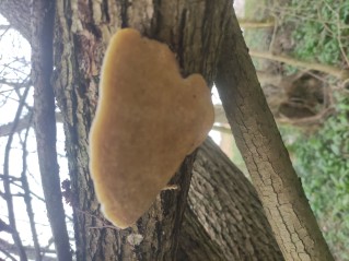 Trametes suaveolens