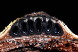 Diatrypella favacea