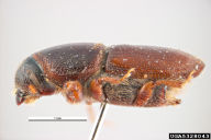 Scolytus multistriatus