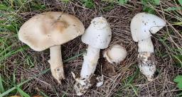 Amanita lividopallescens