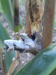 Mycosarcoma maydis