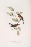 Ficedula parva