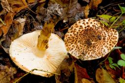Echinoderma asperum