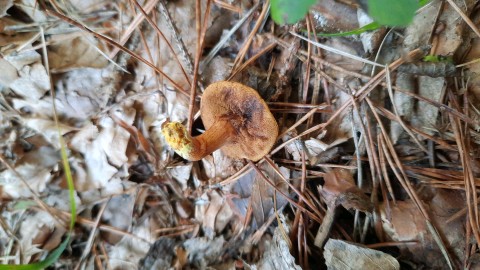 Chalciporus piperatus