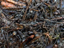 Cistella acuum