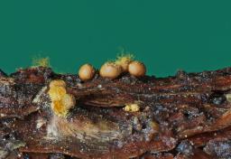 Trichia varia