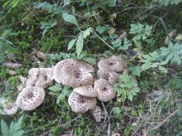 Sarcodon imbricatus