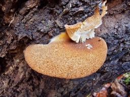 Crepidotus crocophyllus