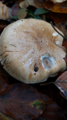 Hebeloma sinapizans