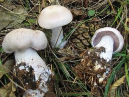 Lepista glaucocana