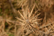 Dothistroma septosporum/pini