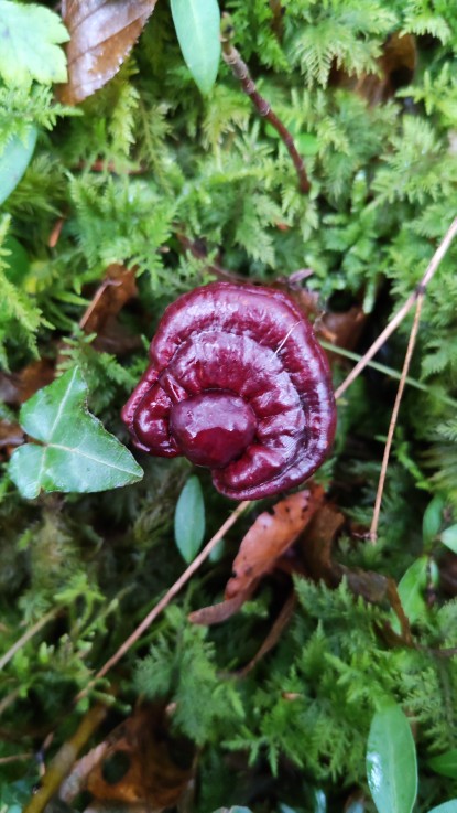 Ganoderma carnosum